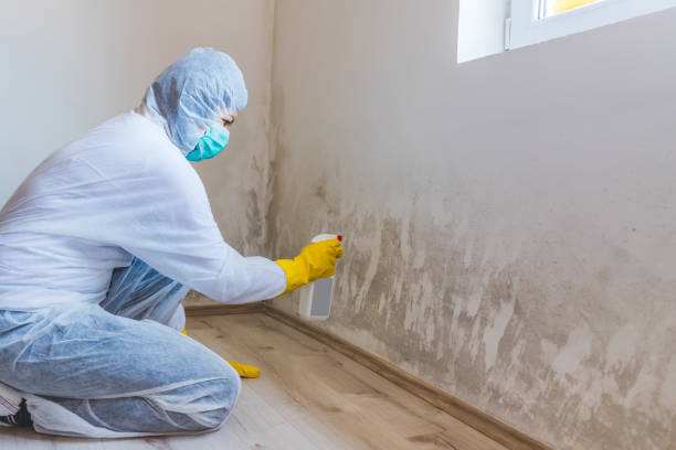 Licensed Basement Mold Remediation service in Streamwood, IL - WQB Mold Removal