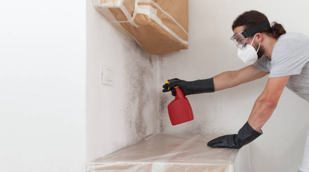 Professional Basement Mold Remediation technician working in Streamwood, IL