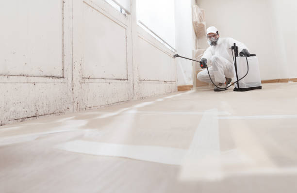 24/7 Emergency Basement Mold Remediation experts in Streamwood, IL