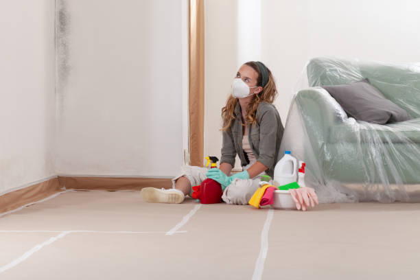 Reliable Basement Mold Remediation contractor in Streamwood, IL by WQB Mold Removal