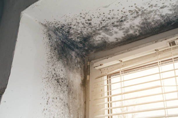 Affordable Basement Mold Remediation solutions in Streamwood, IL